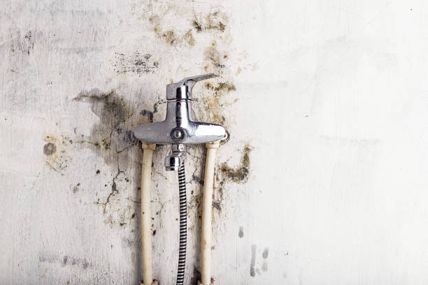 Best Commercial Mold Removal  in The Acreage, FL