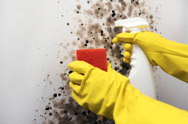 Best Mold Removal Process  in The Acreage, FL